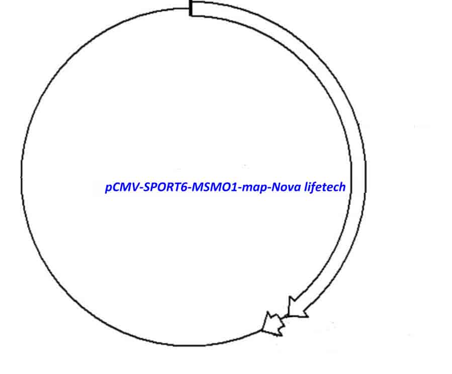 pCMV-SPORT6-MSMO1 - Click Image to Close