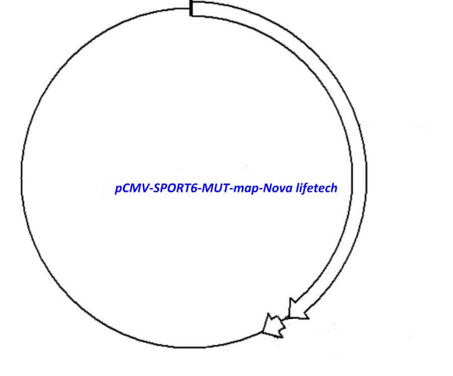 pCMV-SPORT6-MUT
