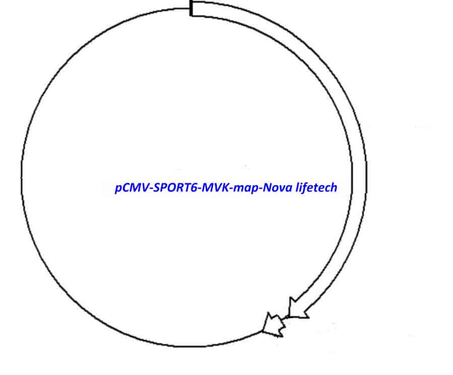 pCMV-SPORT6-MVK - Click Image to Close