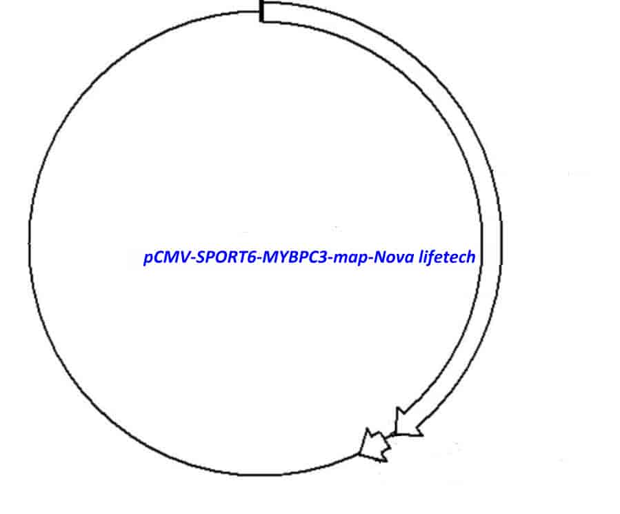 pCMV-SPORT6-MYBPC3 - Click Image to Close