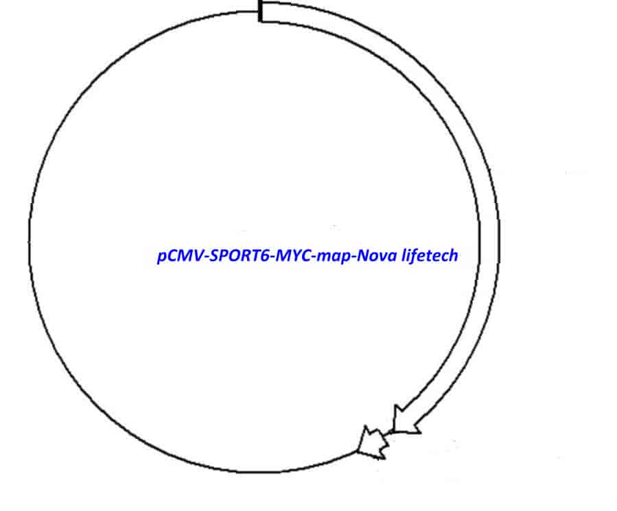 pCMV-SPORT6-MYC - Click Image to Close