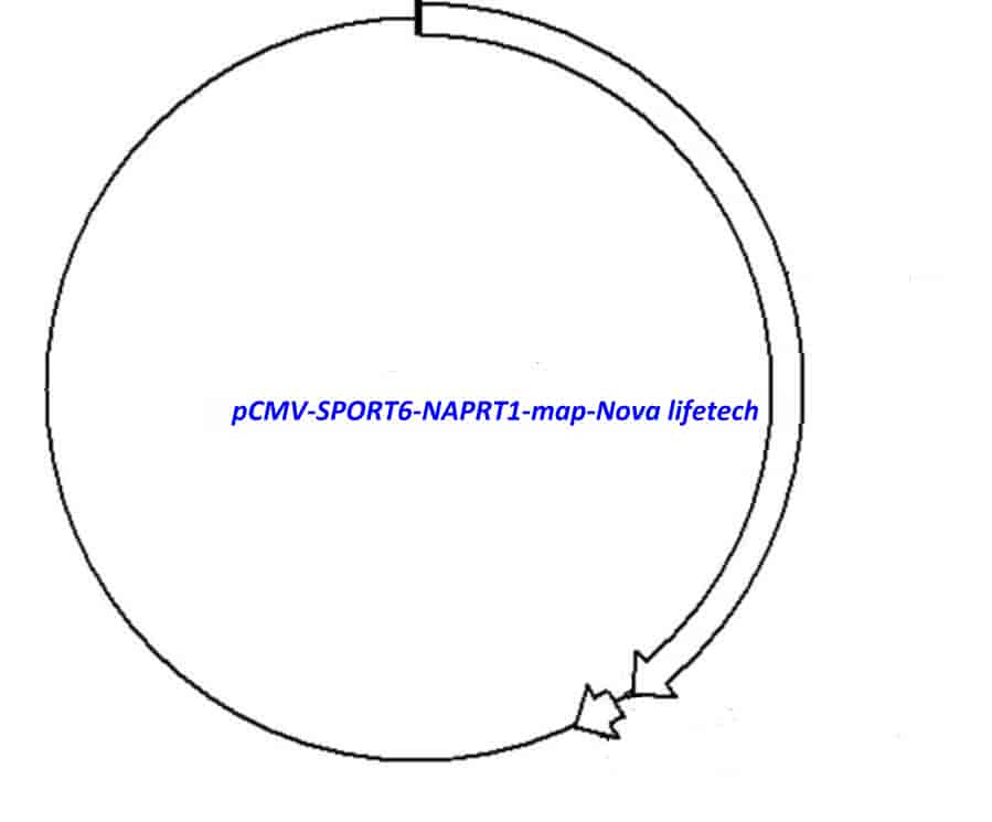 pCMV-SPORT6-NAPRT1 Plasmid - Click Image to Close