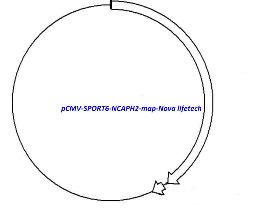 pCMV-SPORT6-NCAPH2 - Click Image to Close