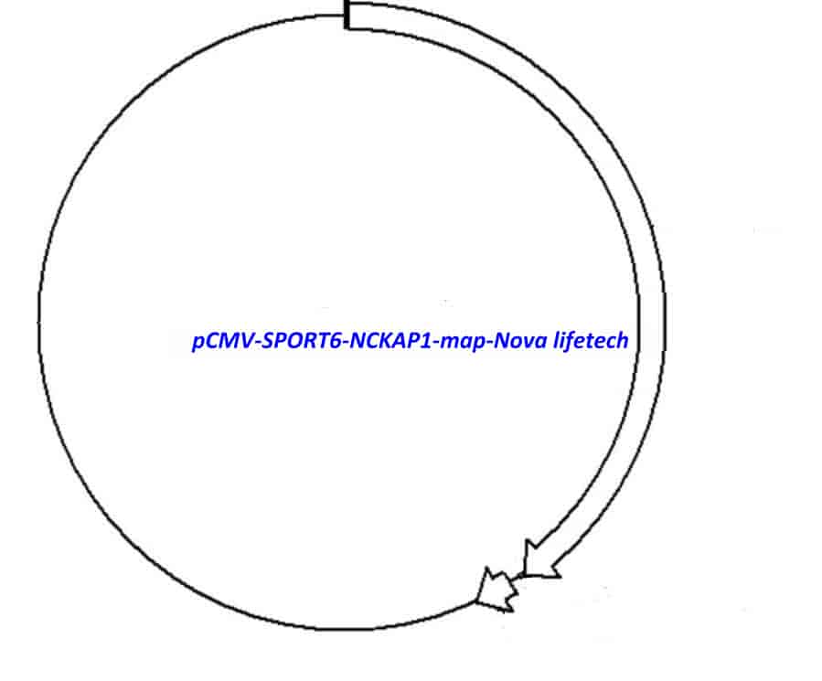 pCMV-SPORT6-NCKAP1