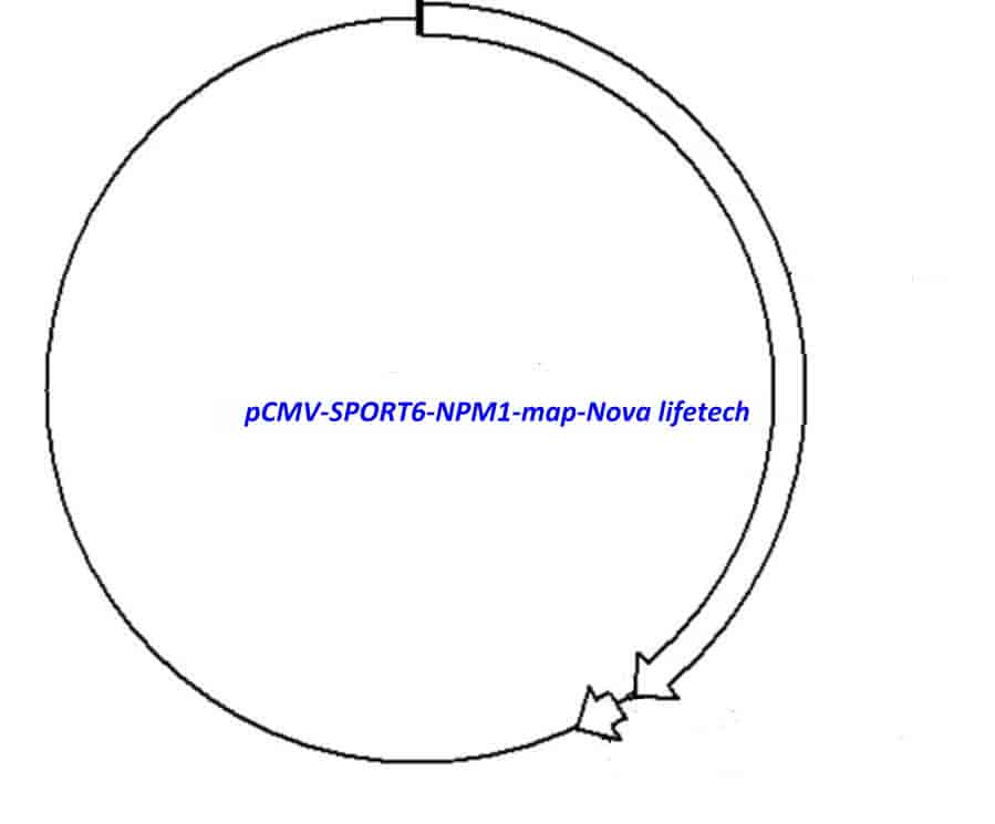 pCMV-SPORT6-NPM1 - Click Image to Close