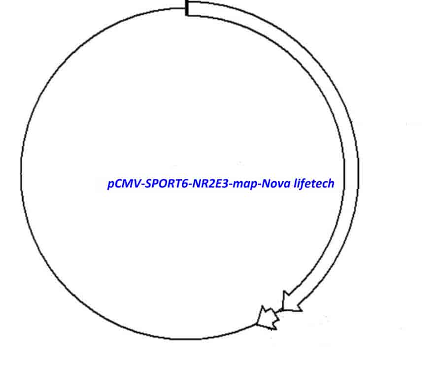 pCMV-SPORT6-NR2E3 Plasmid - Click Image to Close