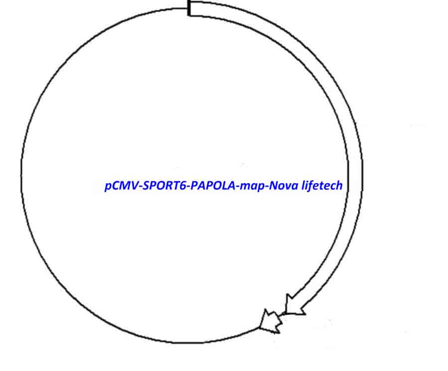 pCMV-SPORT6-PAPOLA - Click Image to Close