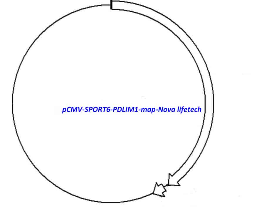 pCMV-SPORT6-PDLIM1 - Click Image to Close