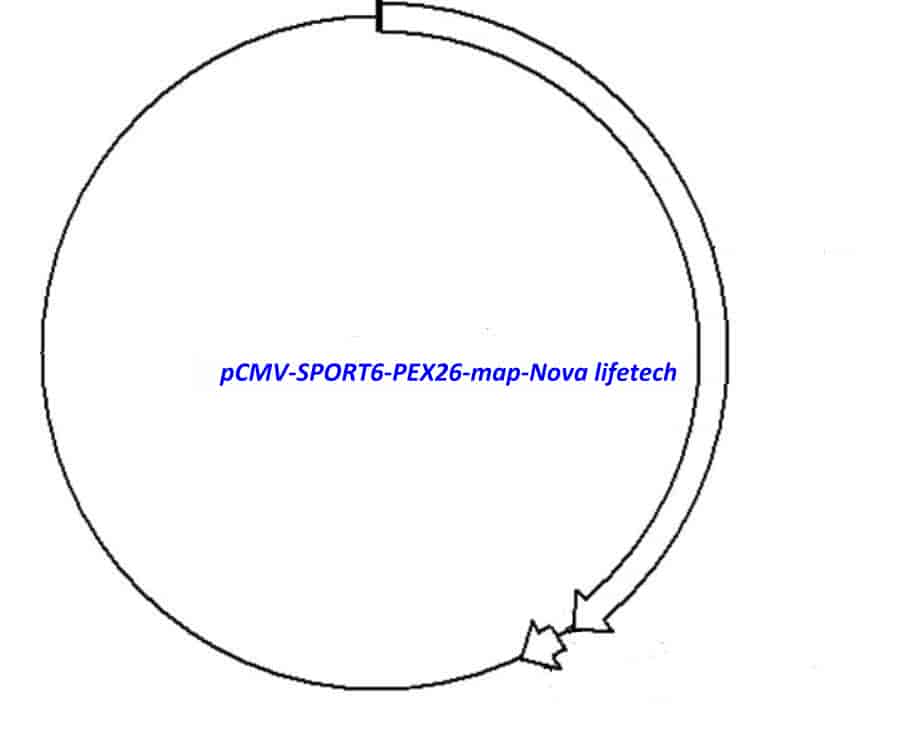 pCMV-SPORT6-PEX26 - Click Image to Close