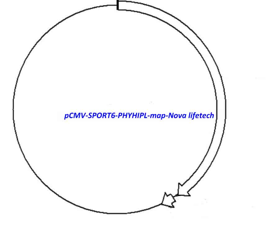 pCMV-SPORT6-PHYHIPL - Click Image to Close