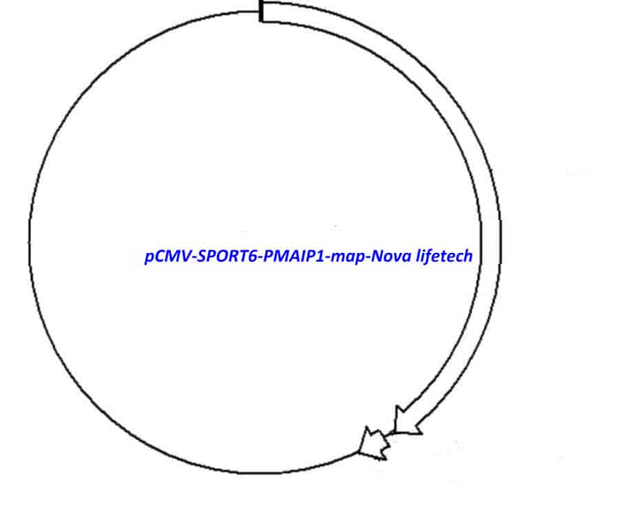pCMV-SPORT6-PMAIP1 Plasmid - Click Image to Close