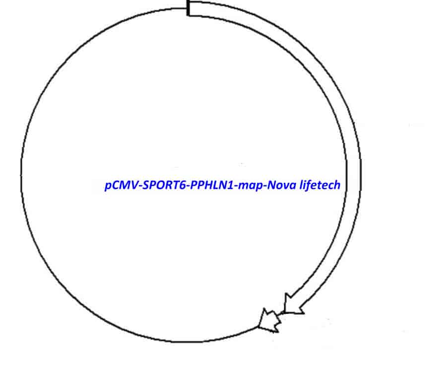pCMV-SPORT6-PPHLN1 Plasmid - Click Image to Close