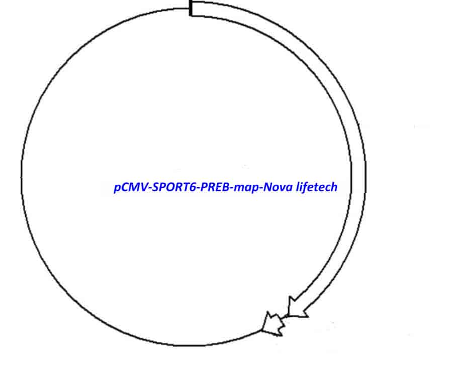 pCMV-SPORT6-PREB - Click Image to Close