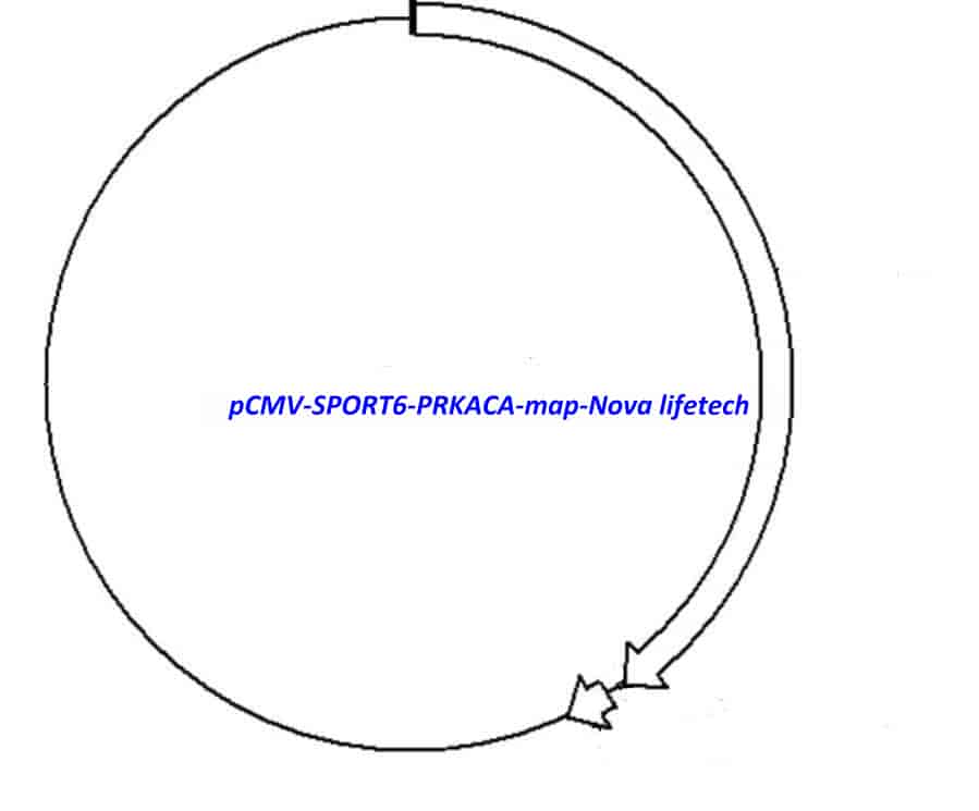 pCMV-SPORT6-PRKACA Plasmid - Click Image to Close