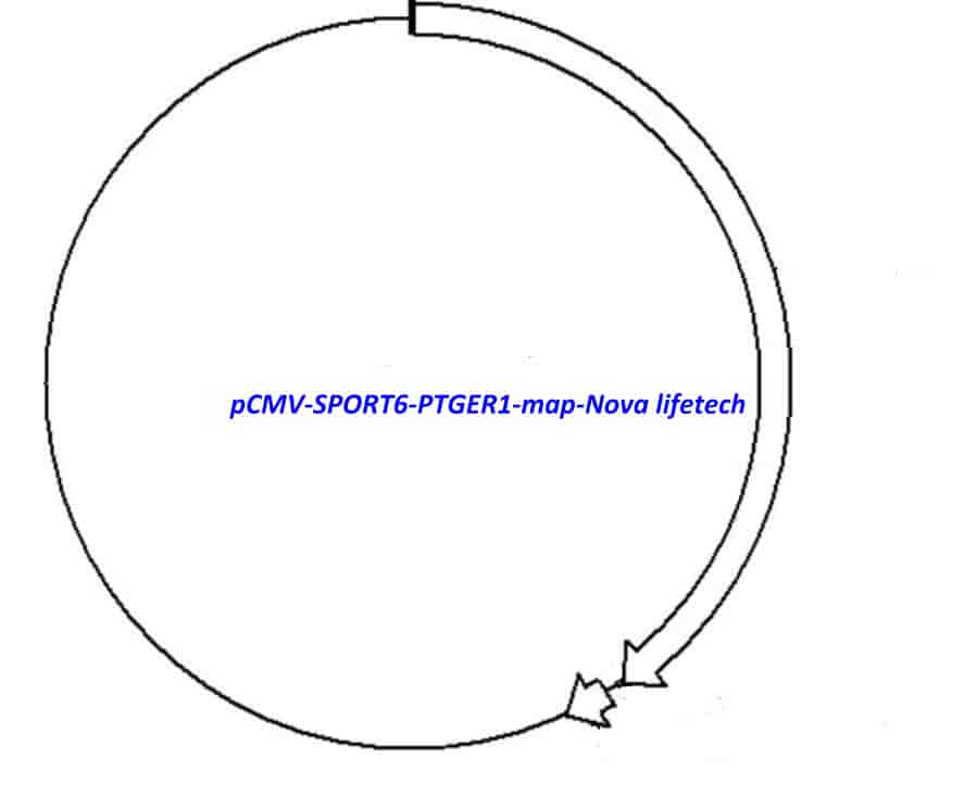 pCMV-SPORT6-PTGER1 Plasmid - Click Image to Close