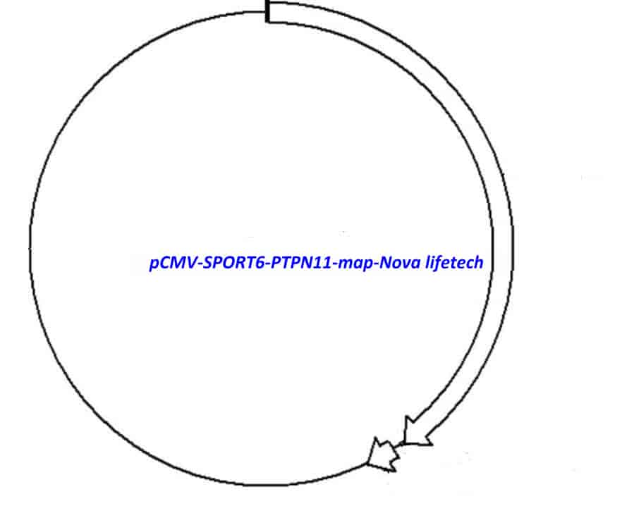 pCMV-SPORT6-PTPN11 - Click Image to Close