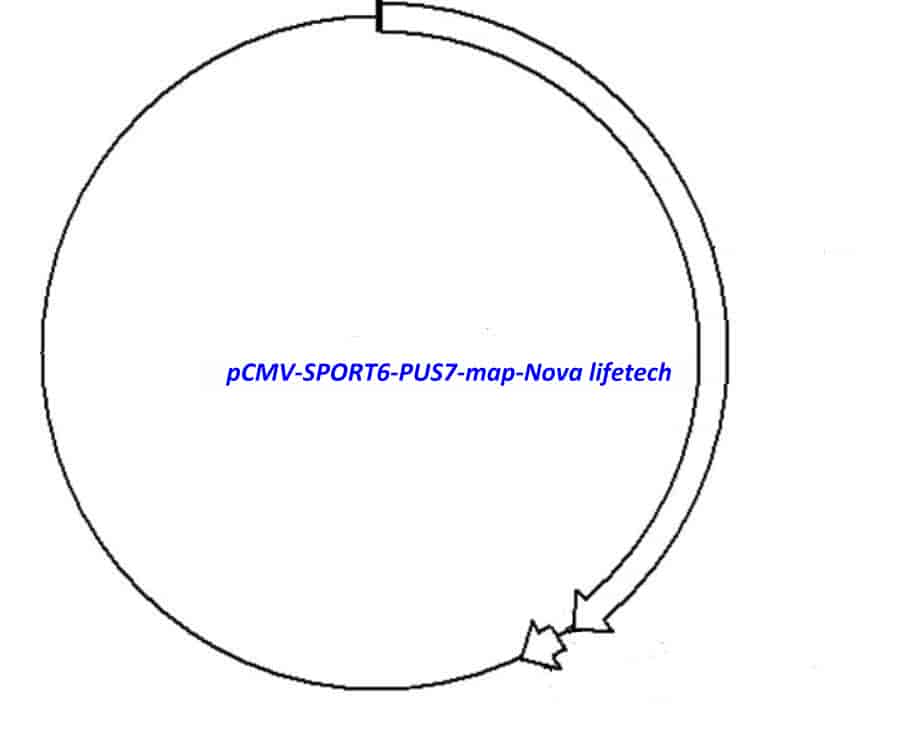 pCMV-SPORT6-PUS7 - Click Image to Close