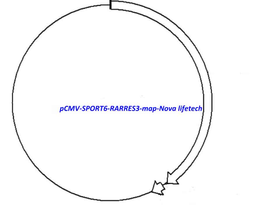 pCMV-SPORT6-RARRES3 - Click Image to Close