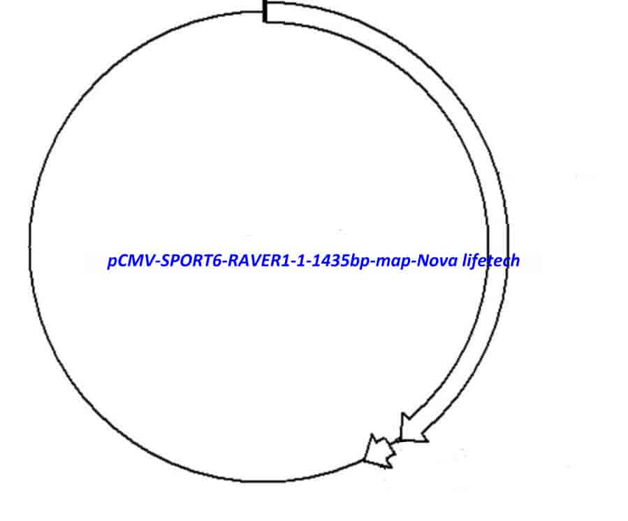 pCMV-SPORT6-RAVER1(1-1435bp) Plasmid - Click Image to Close