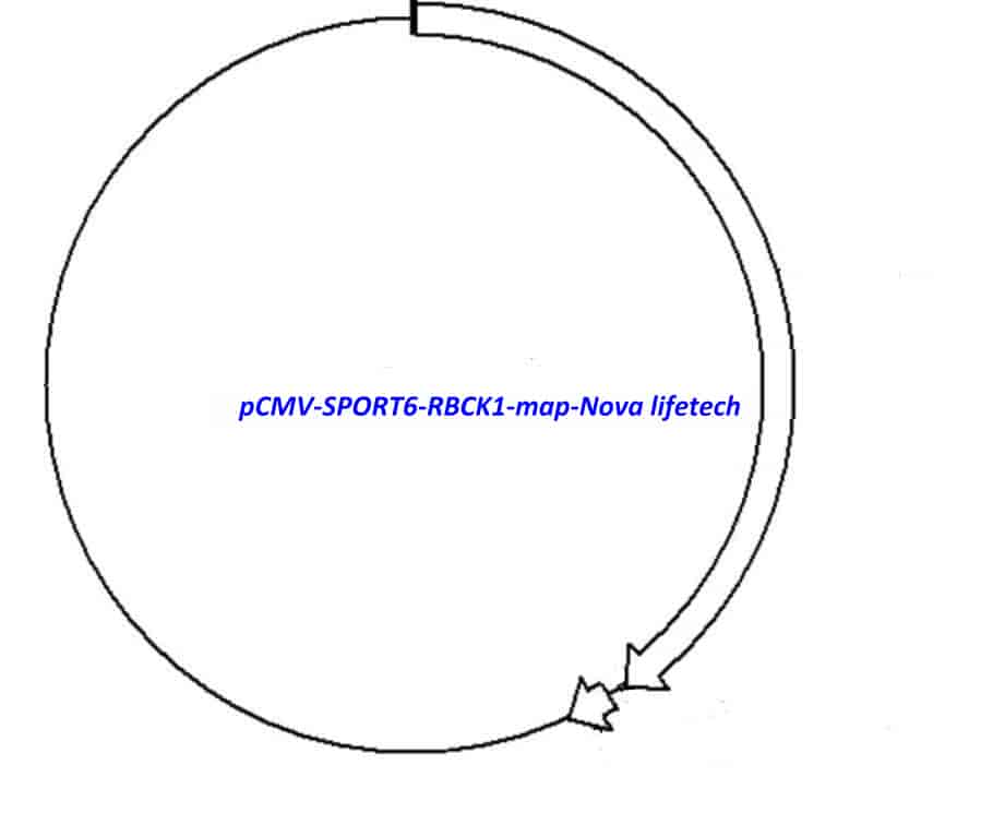 pCMV-SPORT6-RBCK1 - Click Image to Close