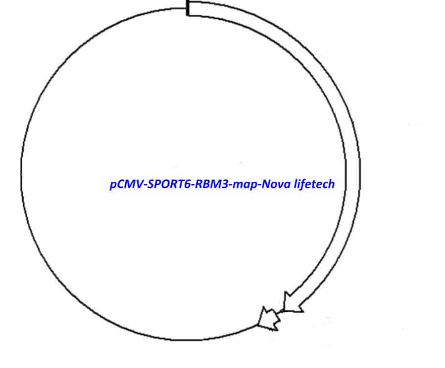 pCMV-SPORT6-RBM3 - Click Image to Close