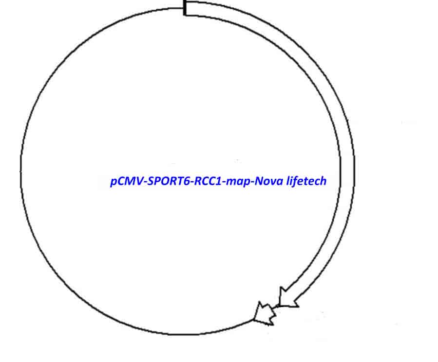 pCMV-SPORT6-RCC1 Plasmid - Click Image to Close