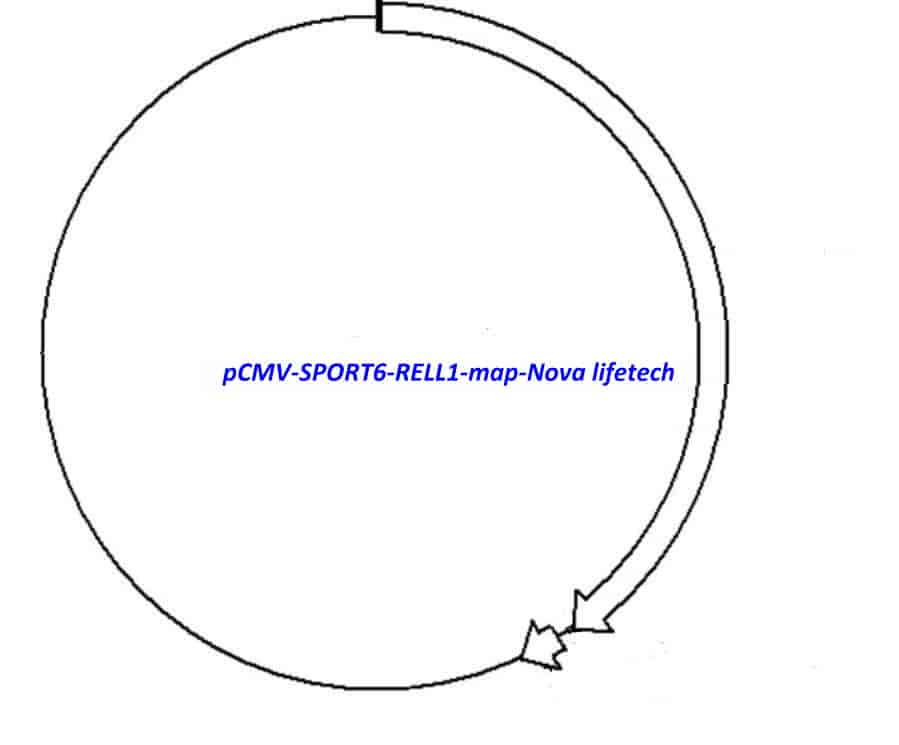 pCMV-SPORT6-RELL1 Plasmid - Click Image to Close