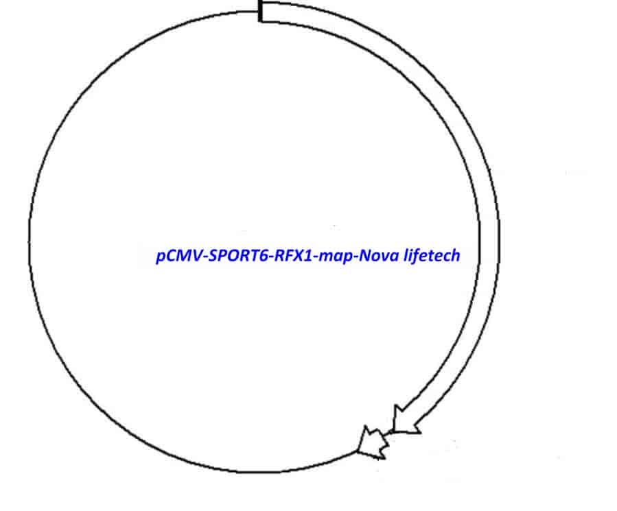 pCMV-SPORT6-RFX1 Plasmid - Click Image to Close