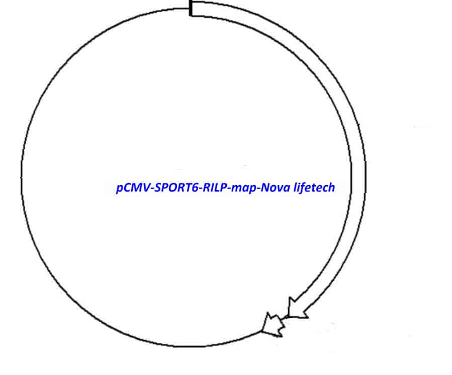 pCMV-SPORT6-RILP Plasmid - Click Image to Close