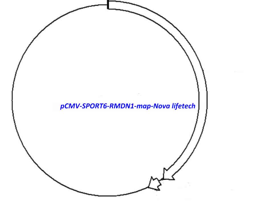 pCMV-SPORT6-RMDN1 - Click Image to Close