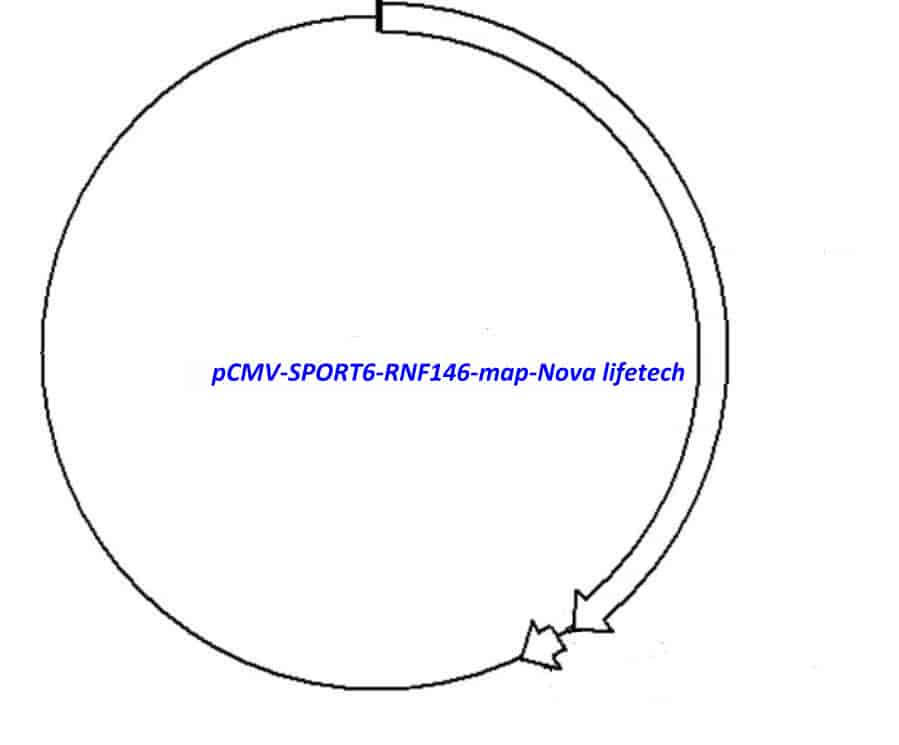 pCMV-SPORT6-RNF146 - Click Image to Close