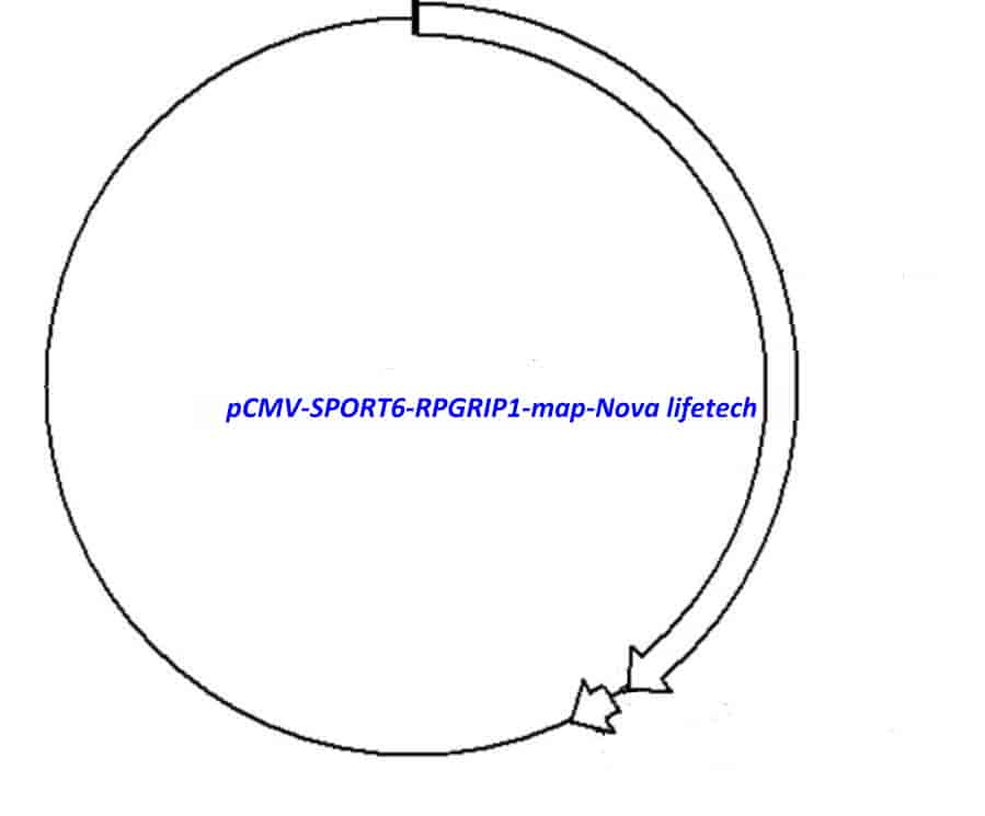 pCMV-SPORT6-RPGRIP1 Plasmid - Click Image to Close