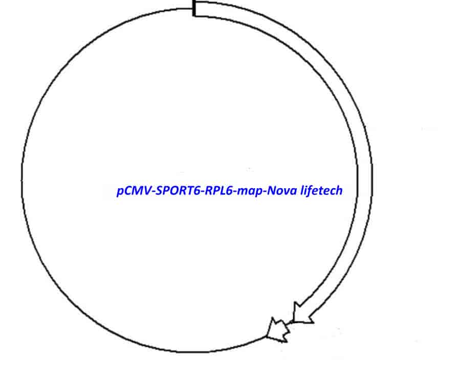 pCMV-SPORT6-RPL6 Plasmid - Click Image to Close