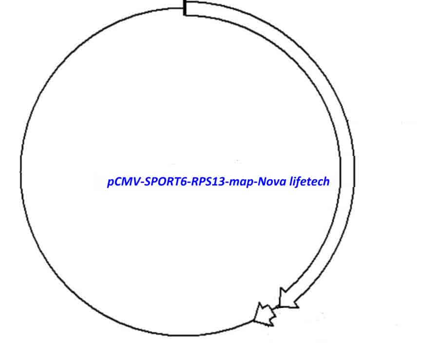 pCMV-SPORT6-RPS13 - Click Image to Close