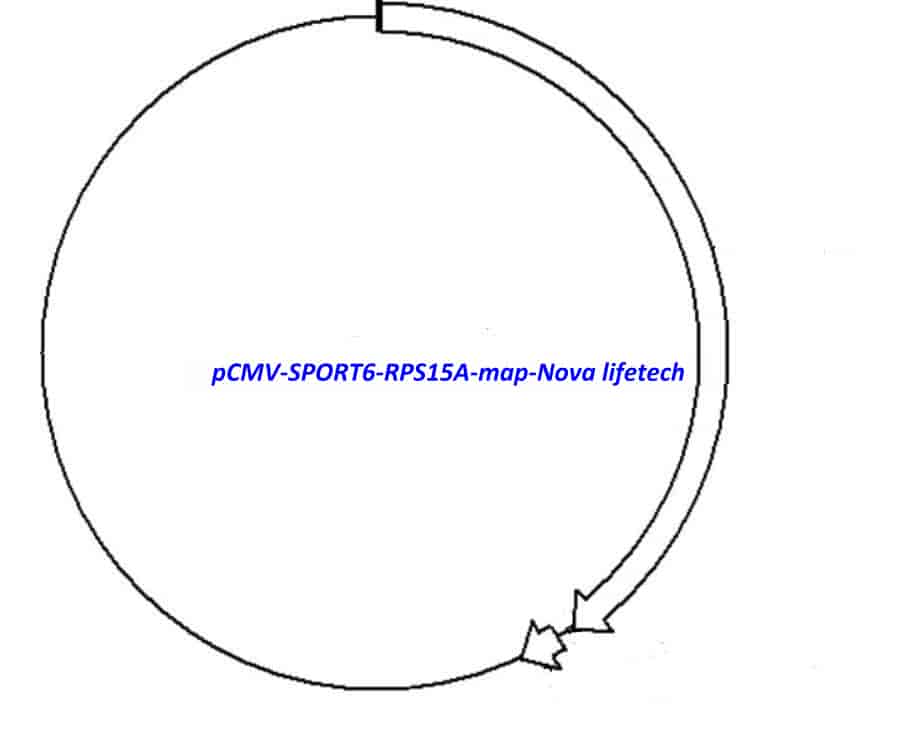 pCMV-SPORT6-RPS15A Plasmid - Click Image to Close