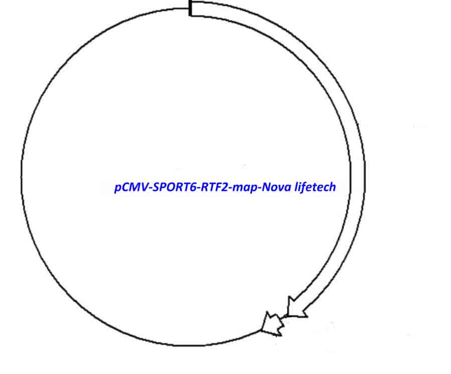 pCMV-SPORT6-RTF2 - Click Image to Close