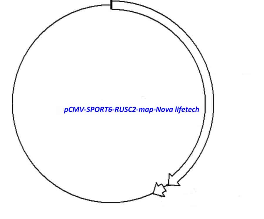 pCMV-SPORT6-RUSC2 Plasmid - Click Image to Close
