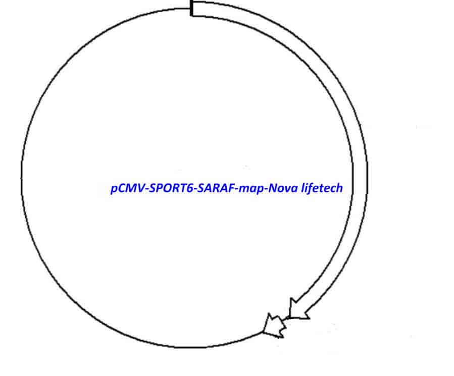 pCMV-SPORT6-SARAF - Click Image to Close