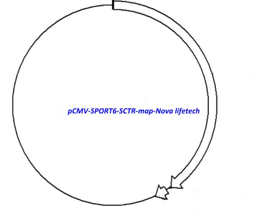 pCMV-SPORT6-SCTR Plasmid - Click Image to Close
