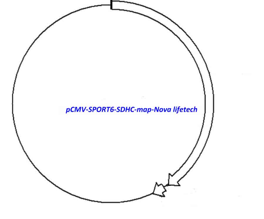 pCMV-SPORT6-SDHC Plasmid - Click Image to Close