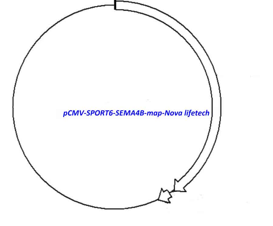 pCMV-SPORT6-SEMA4B - Click Image to Close