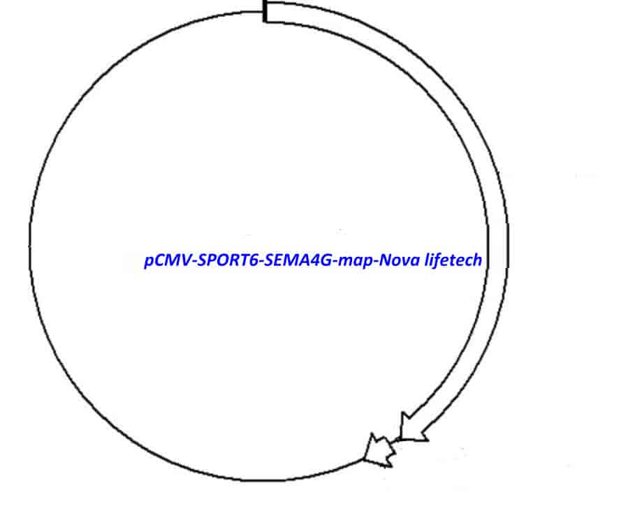 pCMV-SPORT6-SEMA4G - Click Image to Close