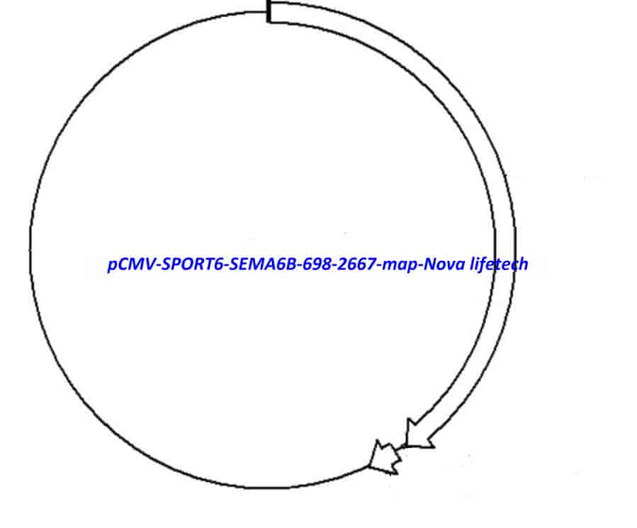 pCMV-SPORT6-SEMA6B(698-2667) Plasmid - Click Image to Close