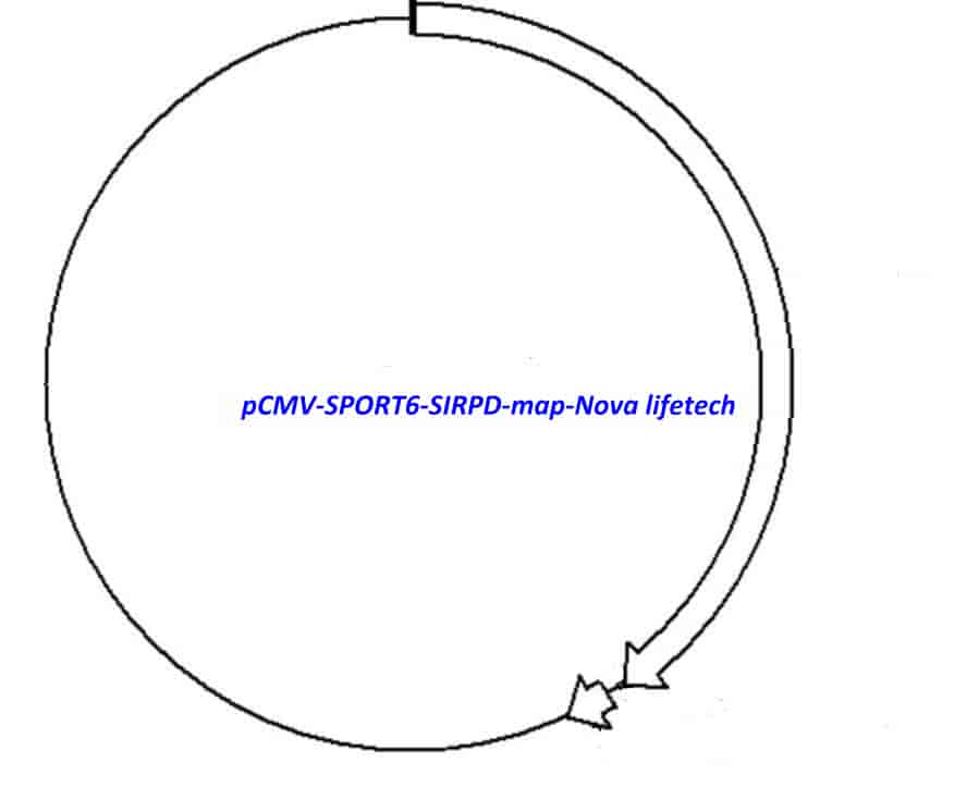 pCMV-SPORT6-SIRPD Plasmid - Click Image to Close