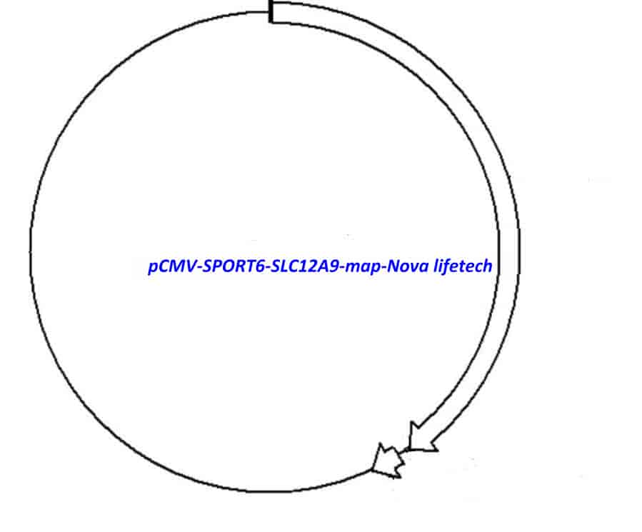 pCMV-SPORT6-SLC12A9 - Click Image to Close