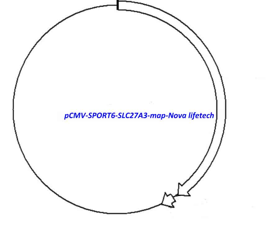 pCMV-SPORT6-SLC27A3 Plasmid - Click Image to Close