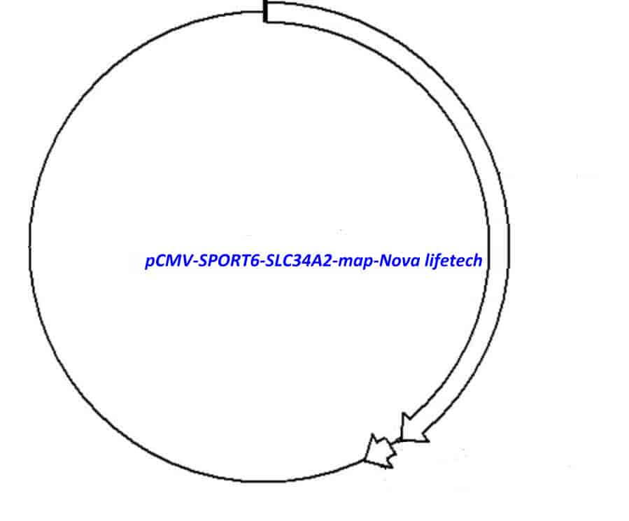 pCMV-SPORT6-SLC34A2 Plasmid - Click Image to Close