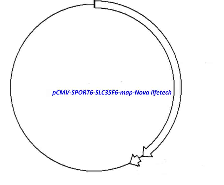 pCMV-SPORT6-SLC35F6 Plasmid - Click Image to Close