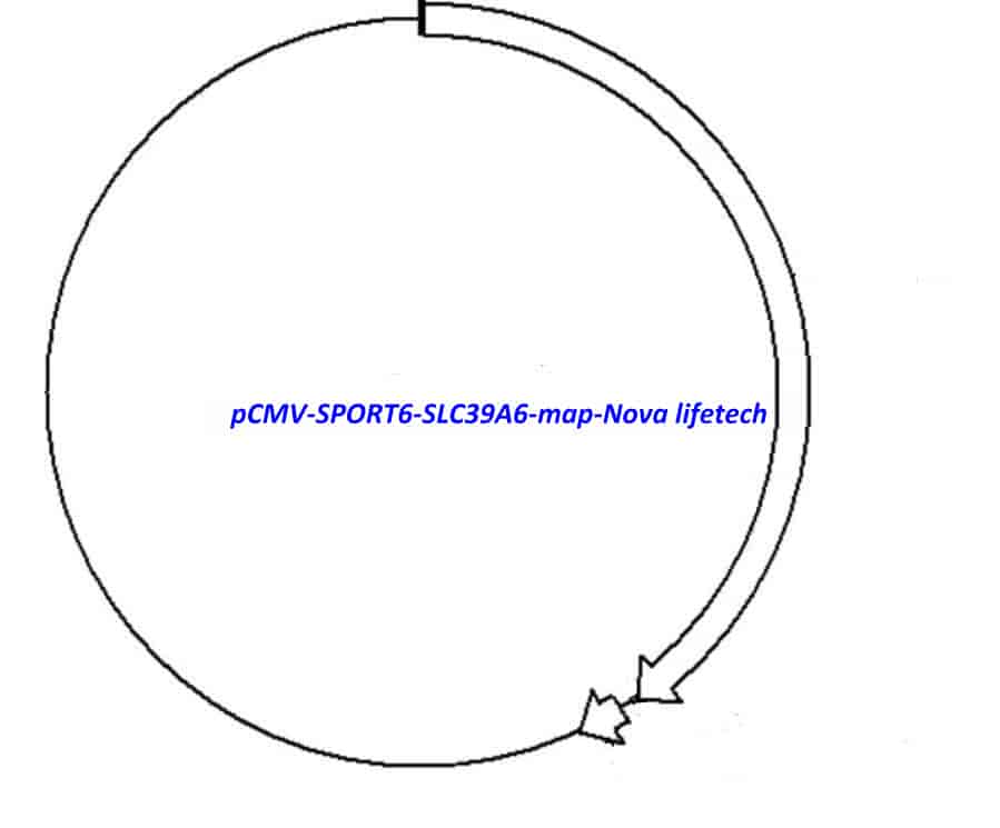 pCMV-SPORT6-SLC39A6 Plasmid - Click Image to Close