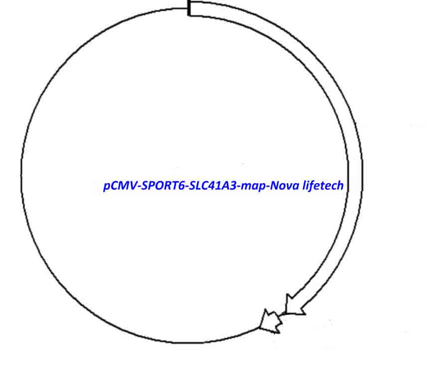 pCMV-SPORT6-SLC41A3 - Click Image to Close